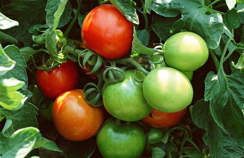 朝堂吃瓜番茄小说免费阅读